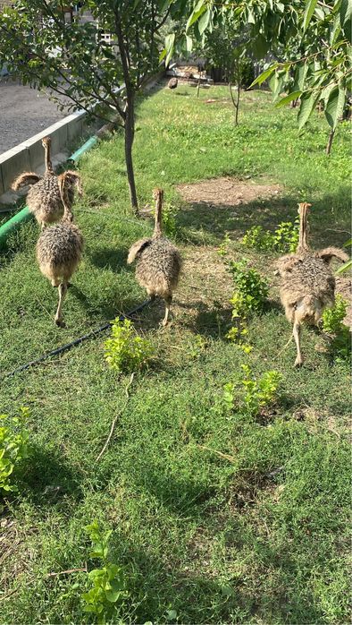 Страус африканские страусята