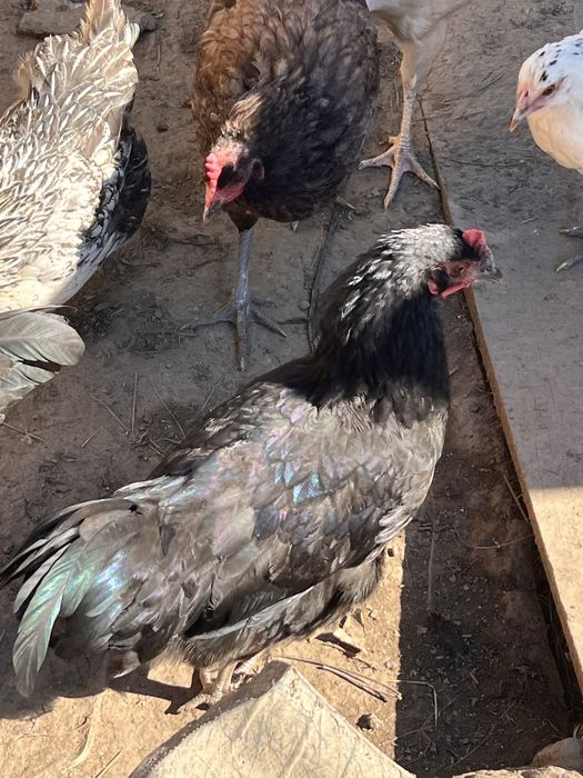 Vand cocosi Australorp