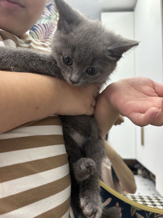 Отдам в добрые руки котят.