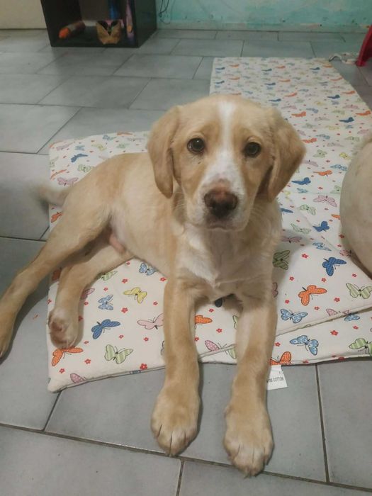 Продавам лабрадор ретривър