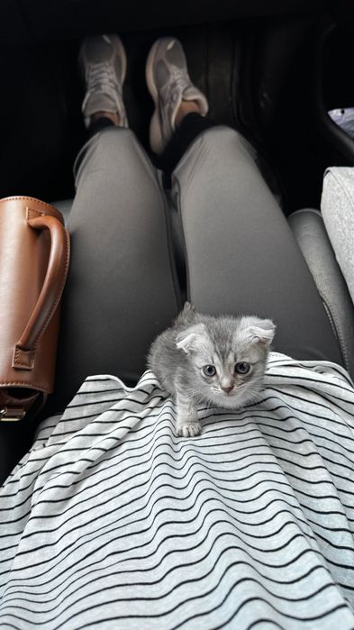 Котенок бесплатно