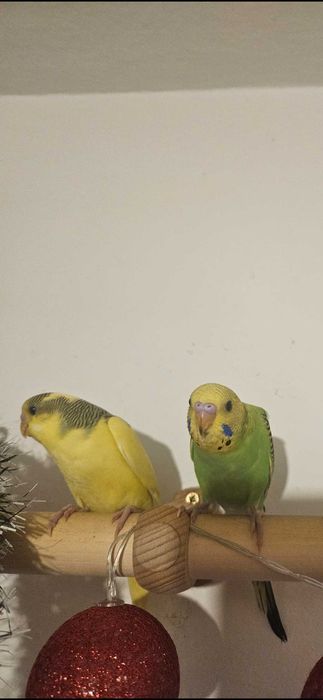 Perusi de vanzare Timisoara