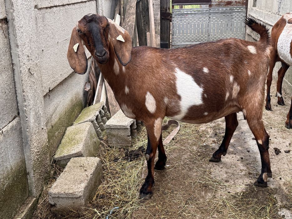 Capra anglonubian gestanta