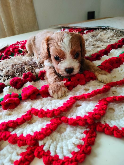 Cavapoo baetel disponibil