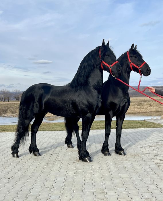 Armasari Frizieni Friesieni Friz Frizian