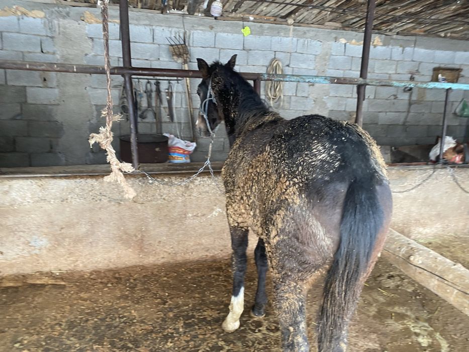 1жасар тай еркек