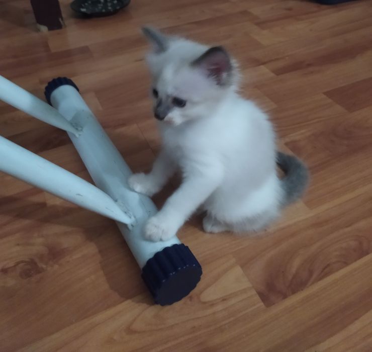 Отдам котят в хорошие руки