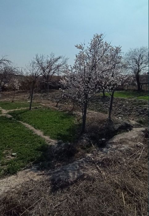 Zarafshon daryo sazanchik kafe oldi dachalari 6 sotiq shahardan 7km