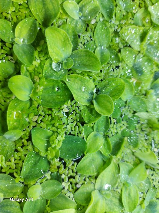 Продам креветок аквариумных