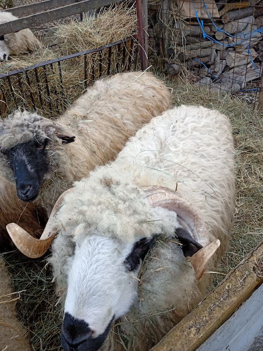 Vând berbec  de aproape un an