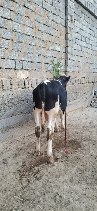 Simental gibrid buqacha sotiladi.