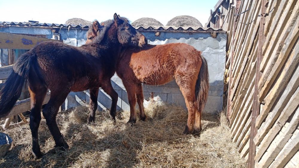 Семіз тайлар сатылады