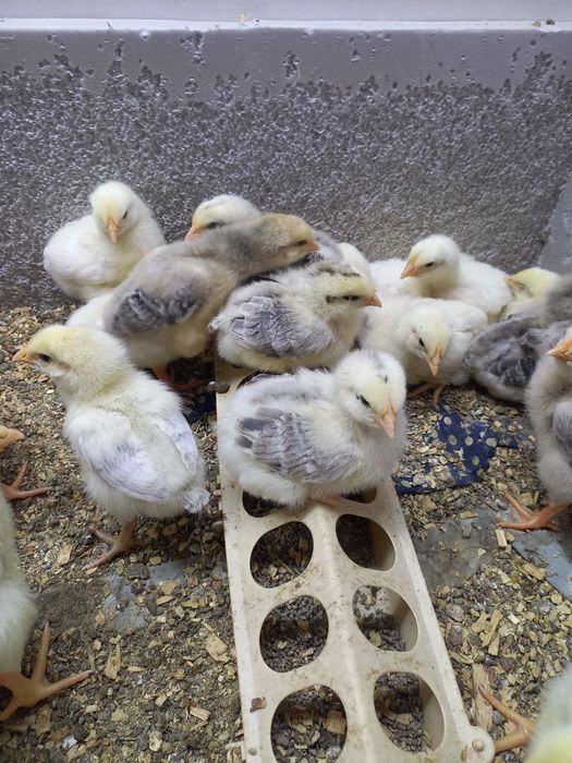 Цеплята Мастер грей