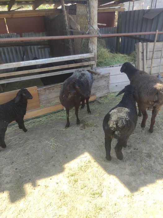 Продаются бараны