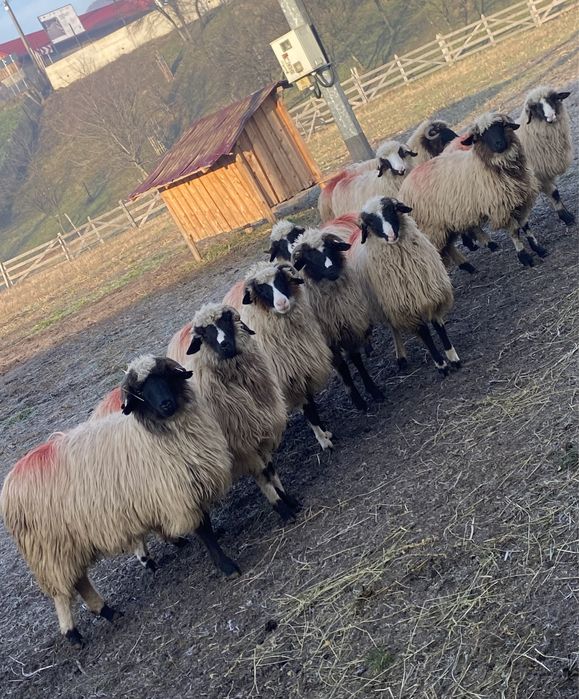 Miele breze de vânzare