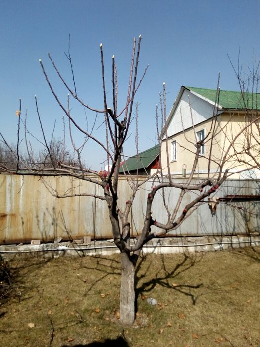 Обрезка плодовых деревьев!