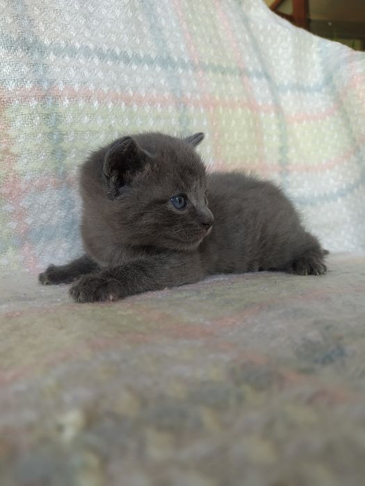 Сиво руско коте (момче)