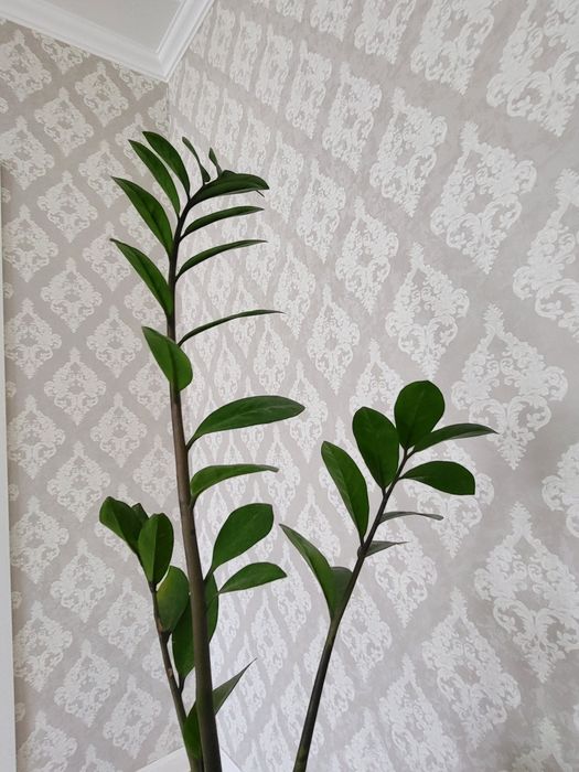 Красивый цветок доллар