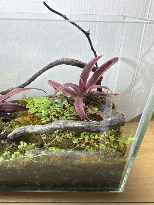 Продам закрытый флорариум