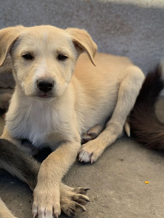 Donez pui de câine de talie mare