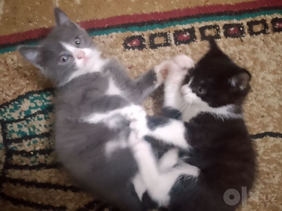 Отдаю котят бесплатно, домашние приучены к лотку, лоток и корм тоже