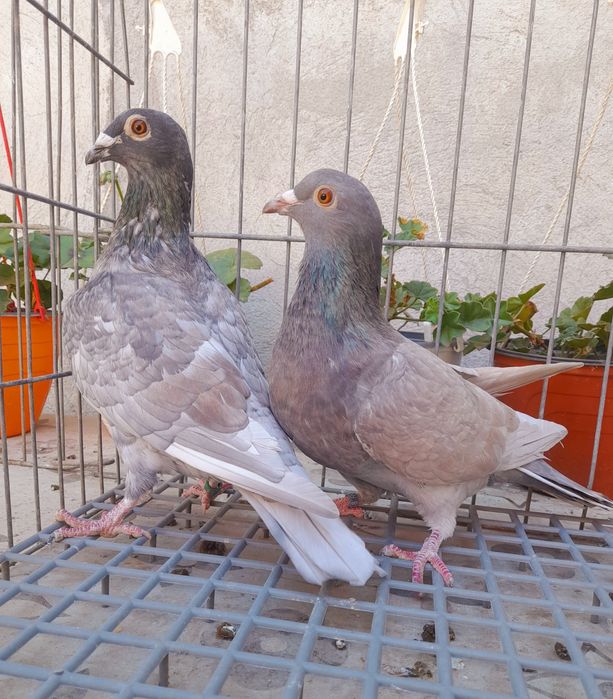 Porumbei voiajori colorați