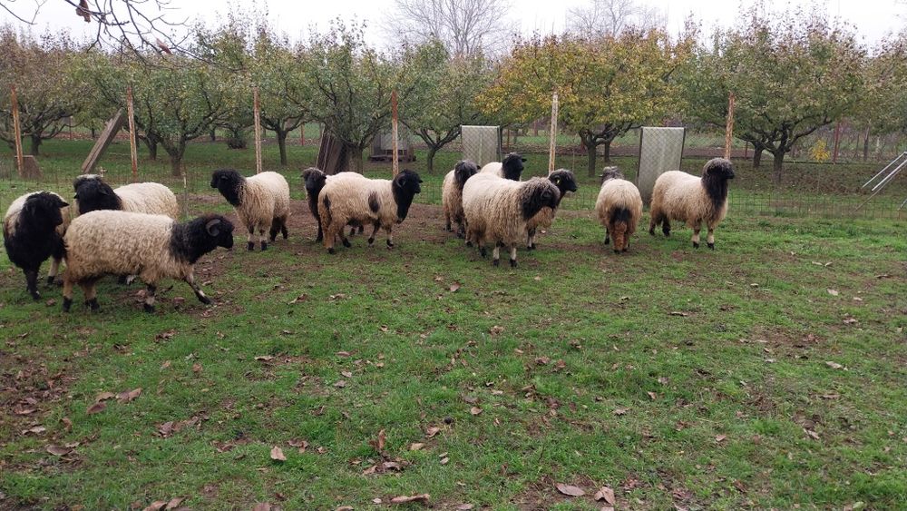 Oi frumoase de vinzare