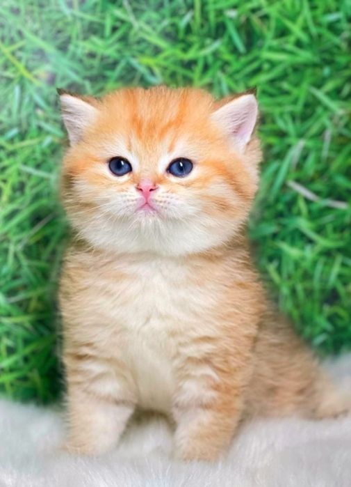 Британские чистокровные золотая шиншилла