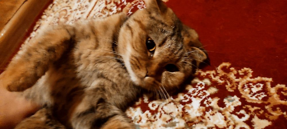 Шотландский веслоухий кошка скоттиш фолд