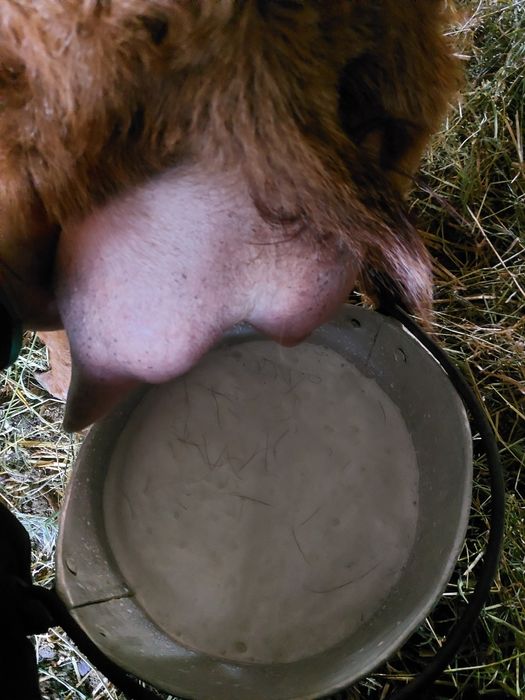 15 capre selectate de vanzare