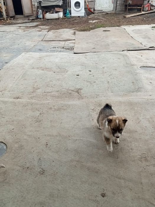 Отдам собак  в хорошие руки