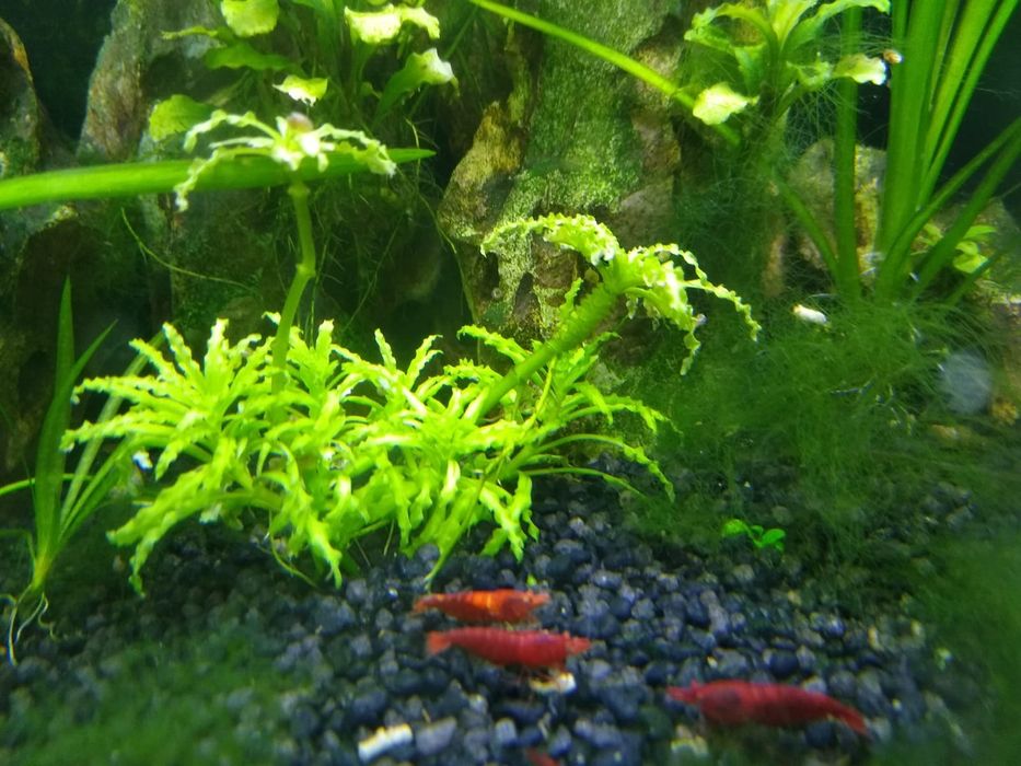 Creveti acvariu pesti