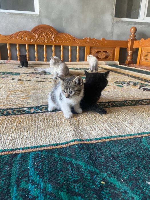 Mushukchalar sotiladi qoralari ogil bola oq jiggarangi qiz bola