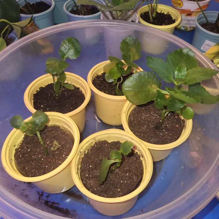 Комнатные растения