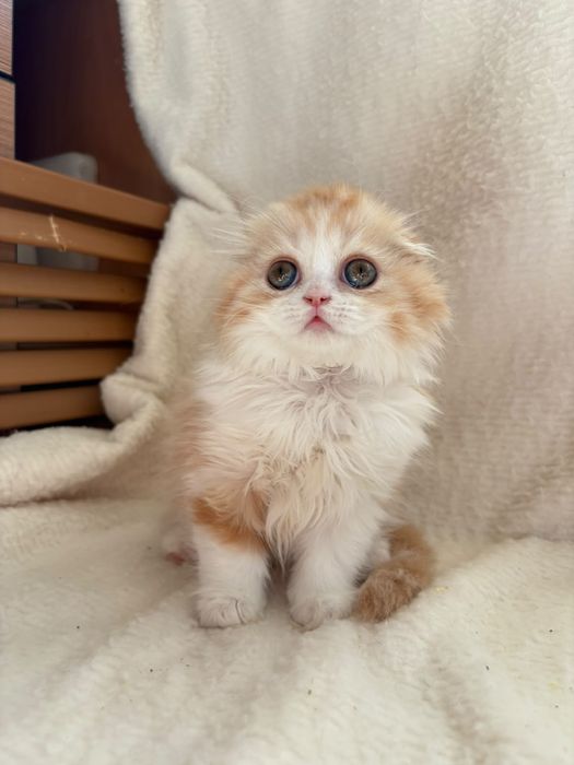 Хайленд фолды из профессионального питомника!