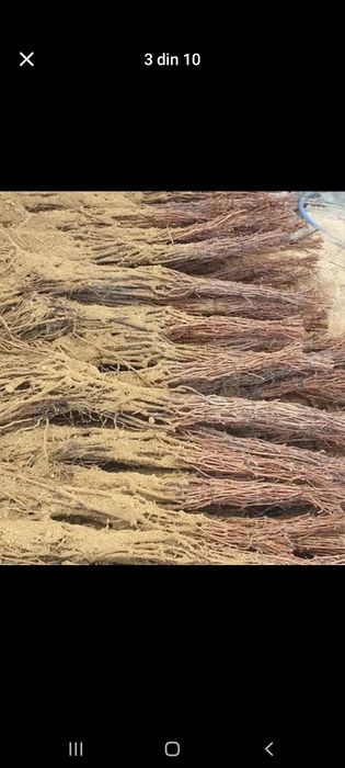 Producătoare de vânzare butasi