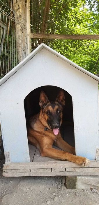 Belgian Malinois  - își caută un nou stăpân