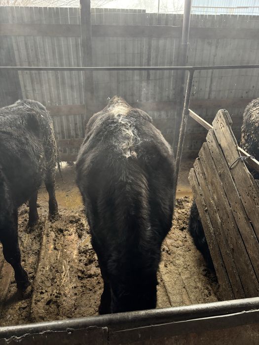 Таиынша сатылады 3 бас