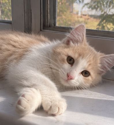 Котенок мальчик бесплатно