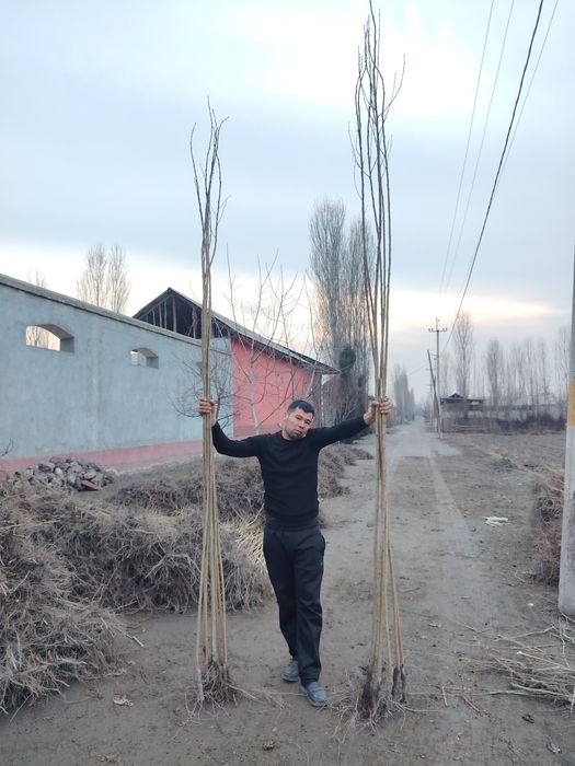 Terak kochatlari Терак кочатлар (кучат koʻchat)