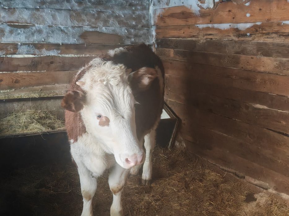 Продам бычка 500000