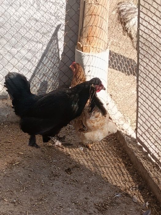 Тауықтар сатылады.