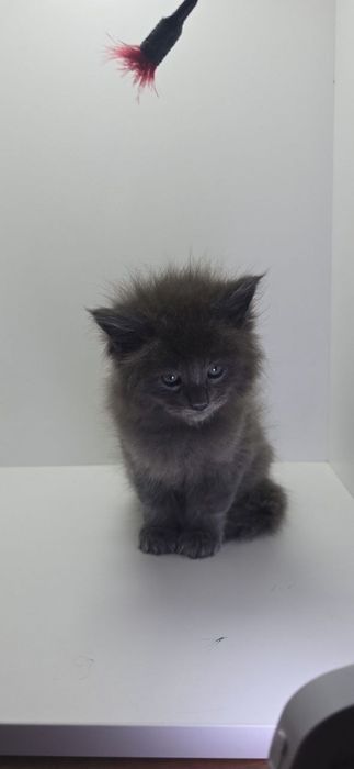 Продается котенок мейн-кун