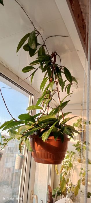 Хойя комнатный цветок