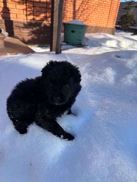 Отдам щенка в добрые руки