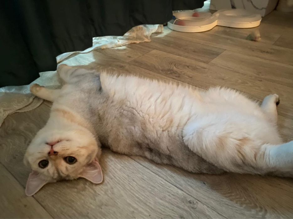 Вязка кота британского кота