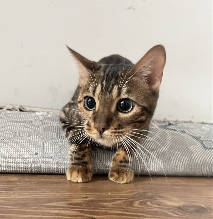 Бенгальский кошка