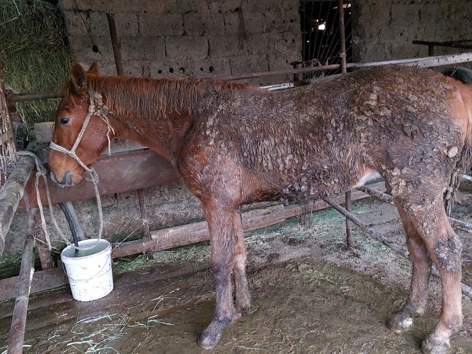 Семіз бордақы тай сатылады. Бағасы 520000₸ы