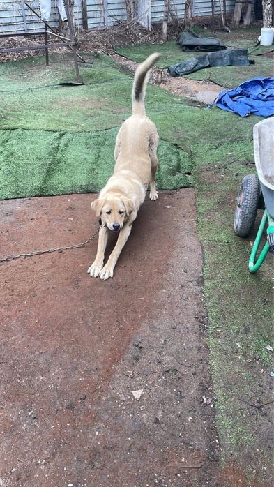 Отдам собаку в хорошую семью