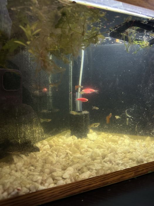 Аквариум с рыбками